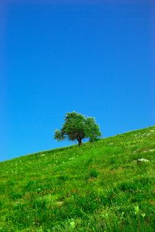 Green Field And Lonely Tree Stock Photo