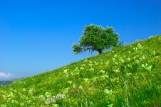 Green Field And Lonely Tree Royalty Free Stock Photography