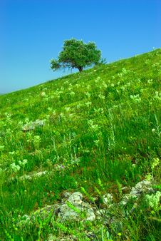 Green Field And Lonely Tree Royalty Free Stock Image Green Field And Lonely Tree Royalty Free Stock Image