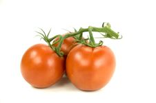 Orange Tomatoes Royalty Free Stock Image Orange Tomatoes Royalty Free Stock Image
