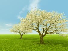 Blossoming Royalty Free Stock Photography Blossoming Royalty Free Stock Photography