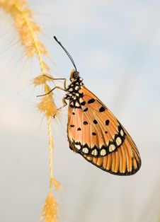 Tawny Coaster Butterfly Stock Photography