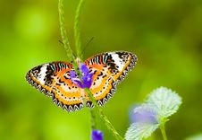 Male Leopard Lacewing Butterfly Royalty Free Stock Photography Male Leopard Lacewing Butterfly Royalty Free Stock Photography