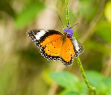 Fluttering Feeding Butterfly Stock Photo Fluttering Feeding Butterfly Stock Photo