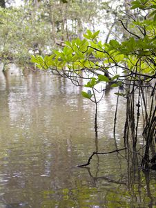 Wetlands Mangrove Trees Stock Photo