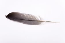 Feather Royalty Free Stock Image