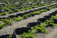 Traditional Vineyard At La Geria, Lanzarote Royalty Free Stock Photography Traditional Vineyard At La Geria, Lanzarote Royalty Free Stock Photography