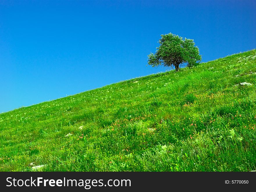 Green Field And Lonely Tree