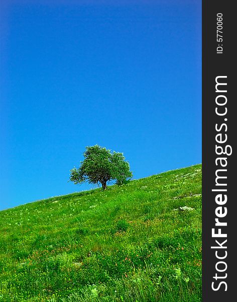 Green Field And Lonely Tree