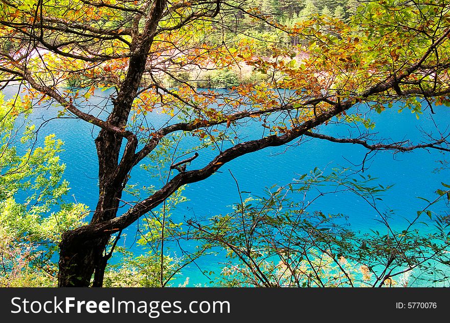 Waterside trees with yellow leaves, pure blue water in fall,Jiuzhaigou NP,Sichuan,china. Waterside trees with yellow leaves, pure blue water in fall,Jiuzhaigou NP,Sichuan,china