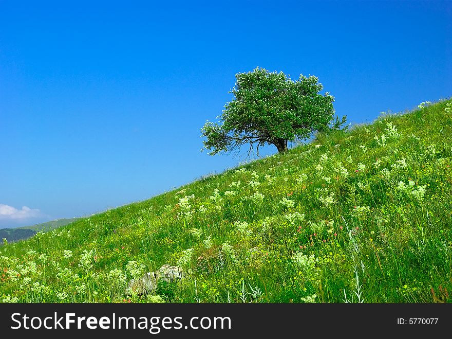 Green Field And Lonely Tree