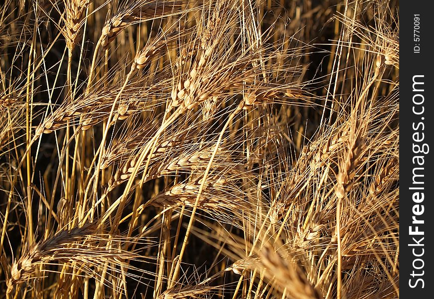 Un harvested wheat heads background or texture. Un harvested wheat heads background or texture