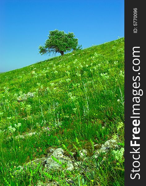 Green Field And Lonely Tree