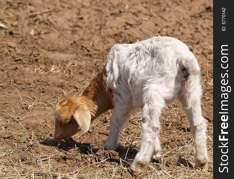 A young goat grazing on a plowed pasture