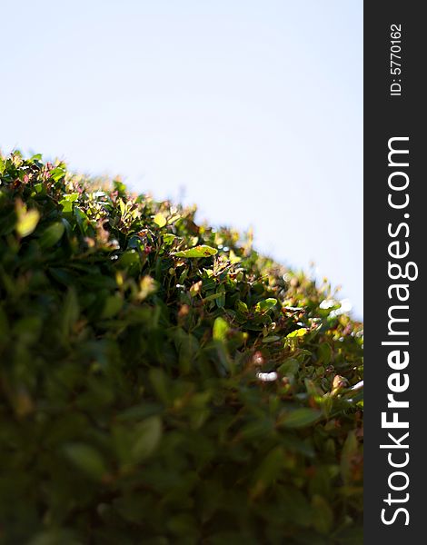 Close-up shot of a neatly trimmed green bush against a blue sky.