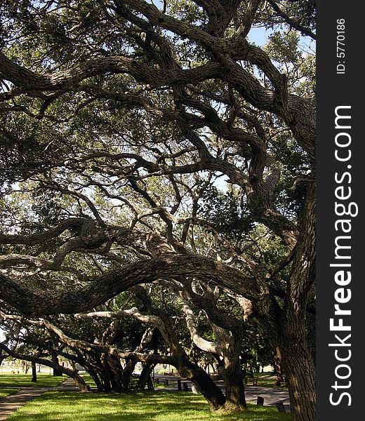 The line of exotic trees in Cape Canaveral town park (Florida). The line of exotic trees in Cape Canaveral town park (Florida).