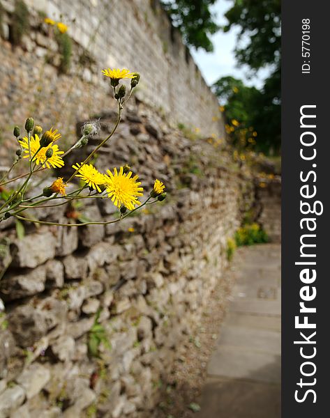 Dandelions growing on the ruins of an ancient Roman wall in York, England. Dandelions growing on the ruins of an ancient Roman wall in York, England