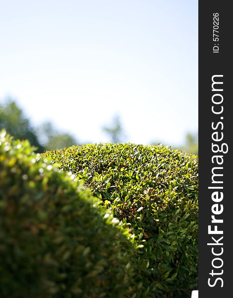 Close-up shot of  neatly trimmed green bushes against a blue sky.