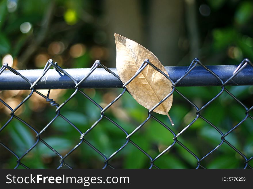 Leaf Caught In Fence