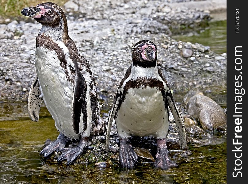 Couple of peruvian or Humboldt penguin. Couple of peruvian or Humboldt penguin