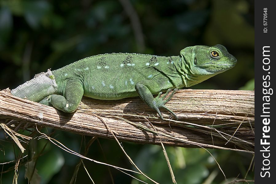 Green basilisk lizard on the branch. Green basilisk lizard on the branch