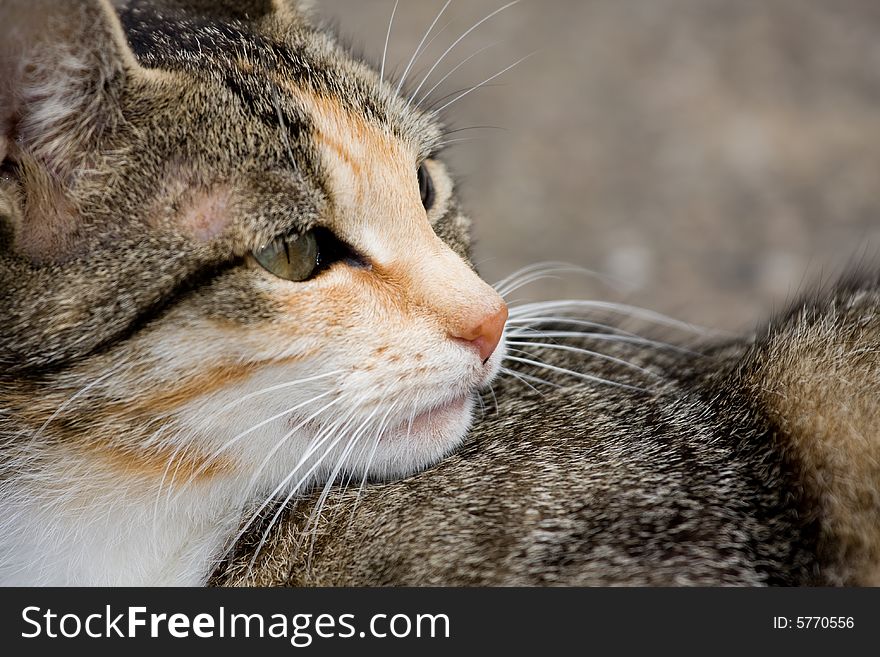 Close up of a cat on a farm