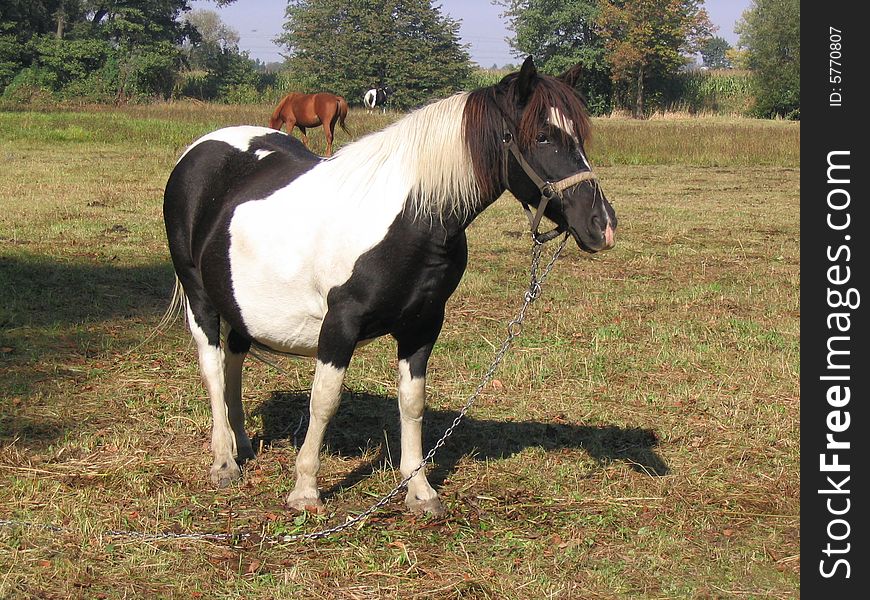 Black and White Horse on the eaten-out meadow