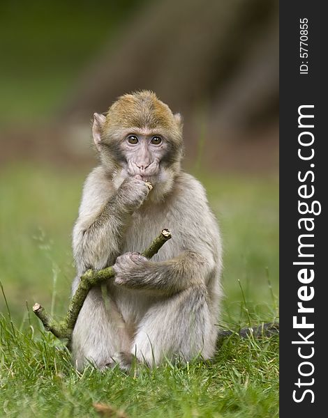 A young macaque monkey posing with a stick. A young macaque monkey posing with a stick