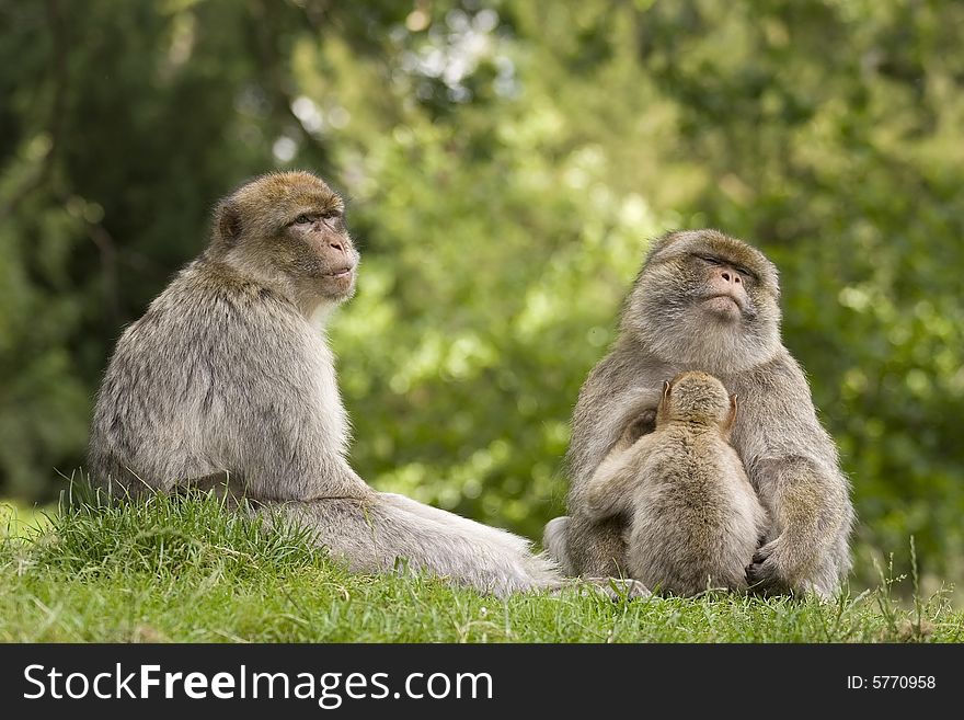 A family group of macaque monkeys. A family group of macaque monkeys