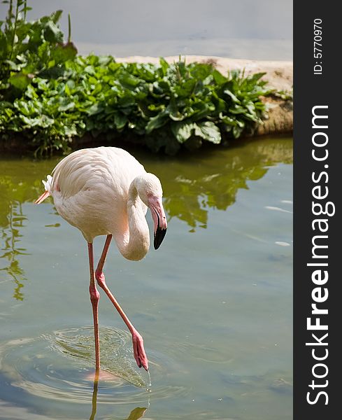 Flamingo (Phoenicopterus)