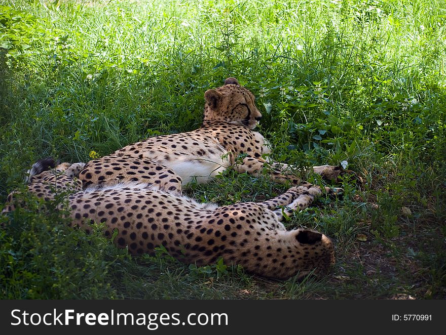 Two Cheetahs sleep on a green grass. Two Cheetahs sleep on a green grass