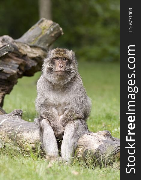 A Macaque monkey sits on a log, he looks like he is thinking. A Macaque monkey sits on a log, he looks like he is thinking