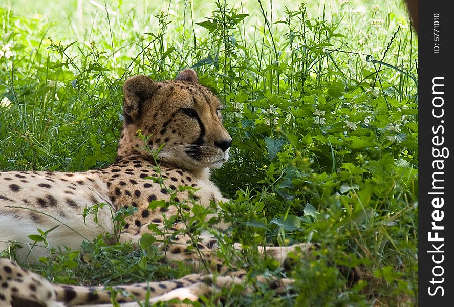 Big Cheetah (Acinonyx jubatus) lie on a grass