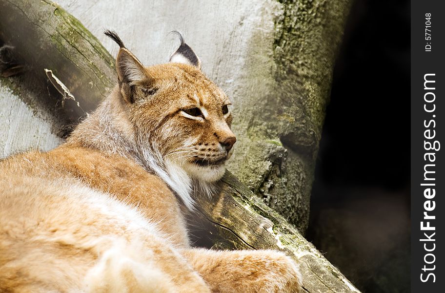 Eurasian lynx (Lynx lynx) lean against a log