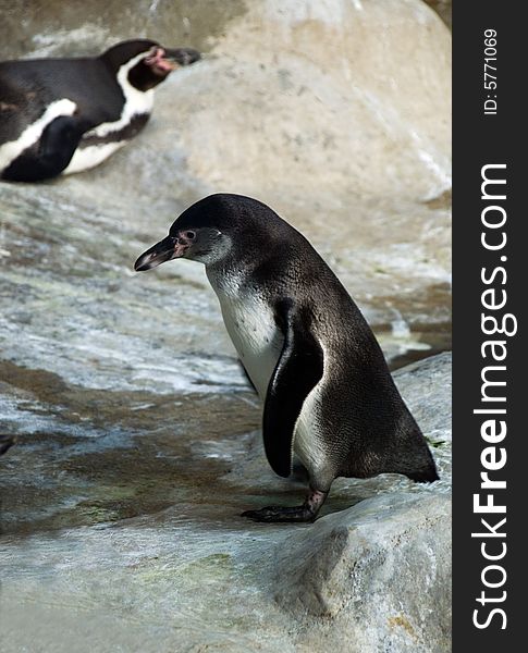 Two Humboldt Penguins at the zoo. Two Humboldt Penguins at the zoo