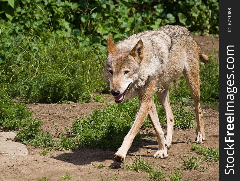 Young Gray Wolf walk beside a green bushes. Young Gray Wolf walk beside a green bushes