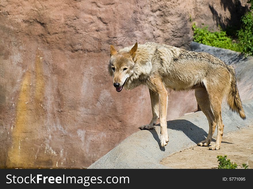 Gray Wolf (Canis lupus) stand on a edge of a ditch