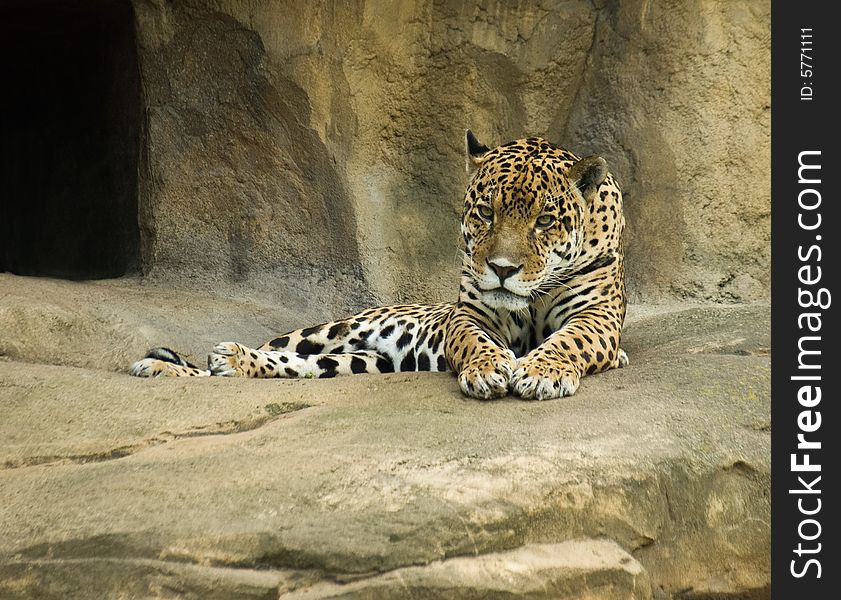 Big spotted Jaguar (Panthera onca) lie beside a cave