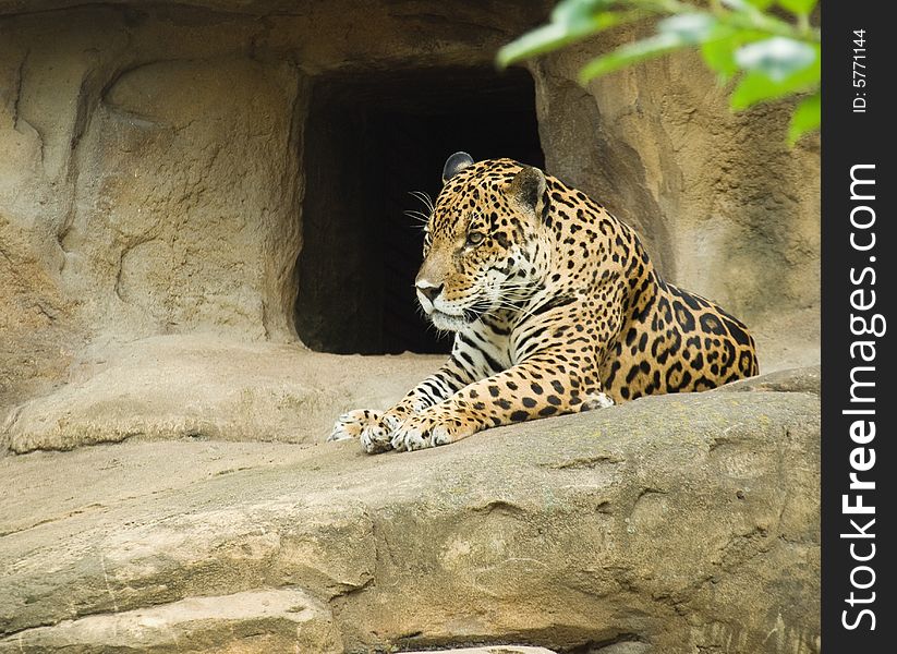 Big Spotted Jaguar (Panthera onca) lie beside a cave