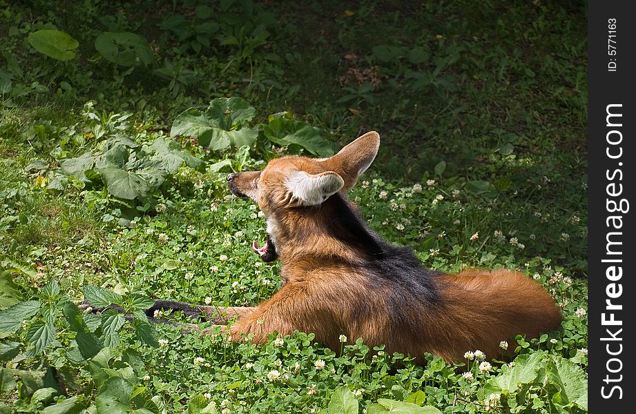 Maned Wolf lie on a grass and yawn. Maned Wolf lie on a grass and yawn