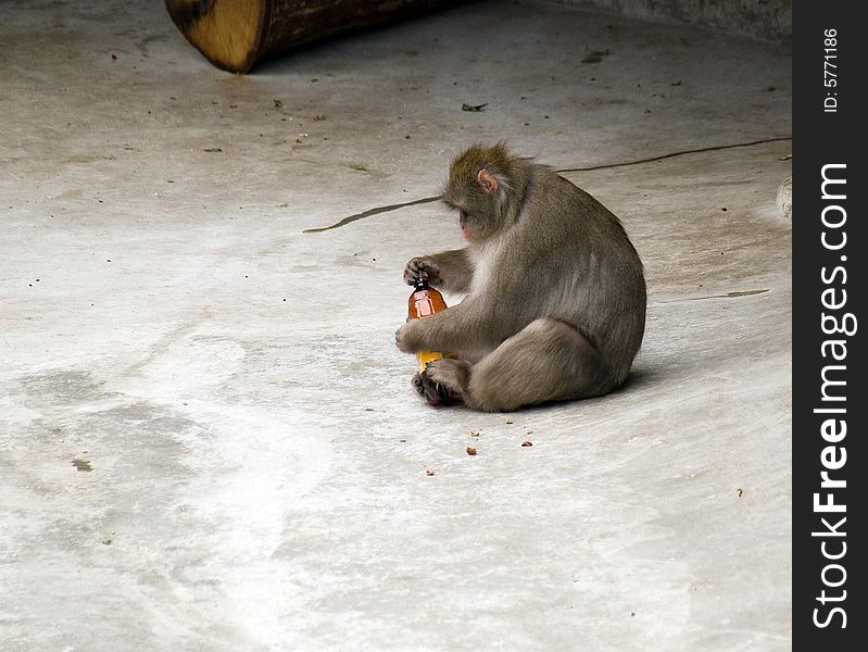 Japanese Macaque with a Brown Plastic Bottle. Japanese Macaque with a Brown Plastic Bottle