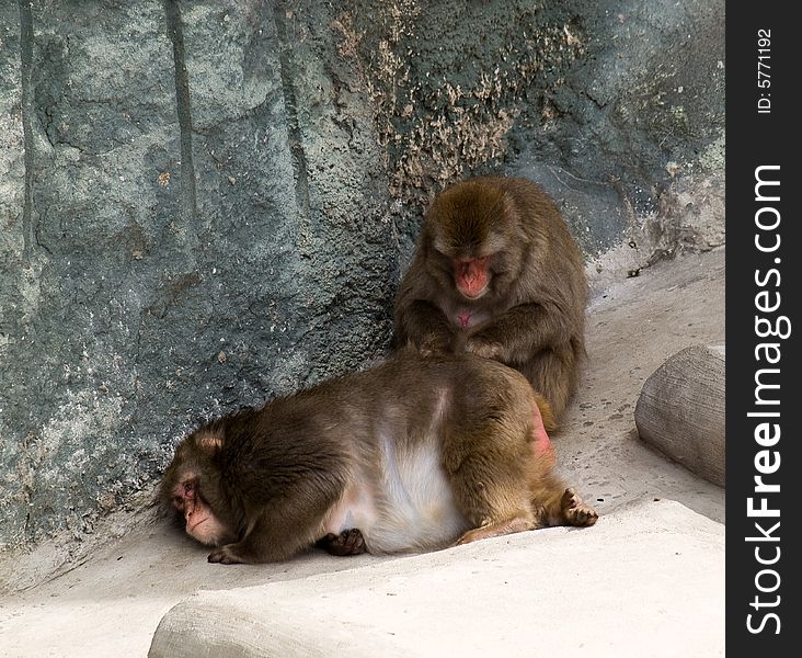 Two Japanese Macaques search a parasites. Two Japanese Macaques search a parasites