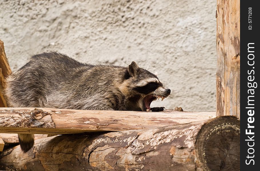 Raccoon with wide open Jaws. Raccoon with wide open Jaws