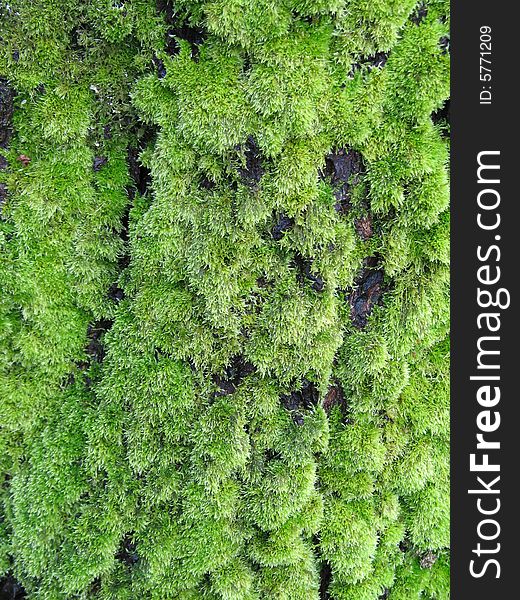 Green moss growing on a tree