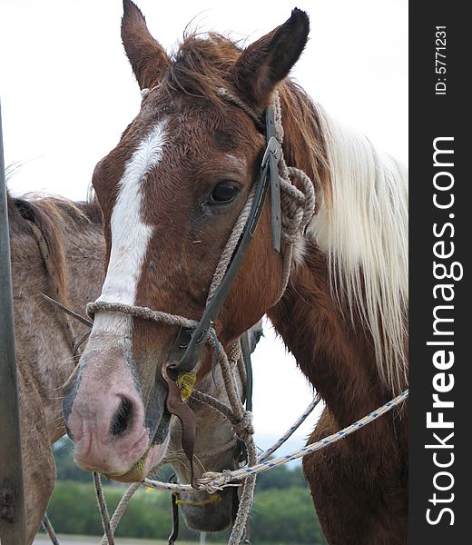 Brown and white horse attached with a rope