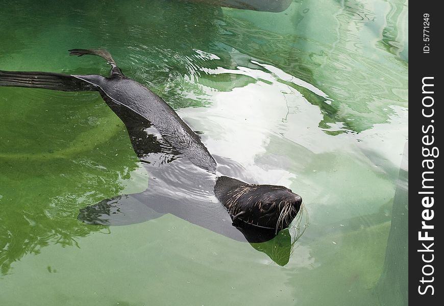 Fur Seal swim in a greenish water. Fur Seal swim in a greenish water