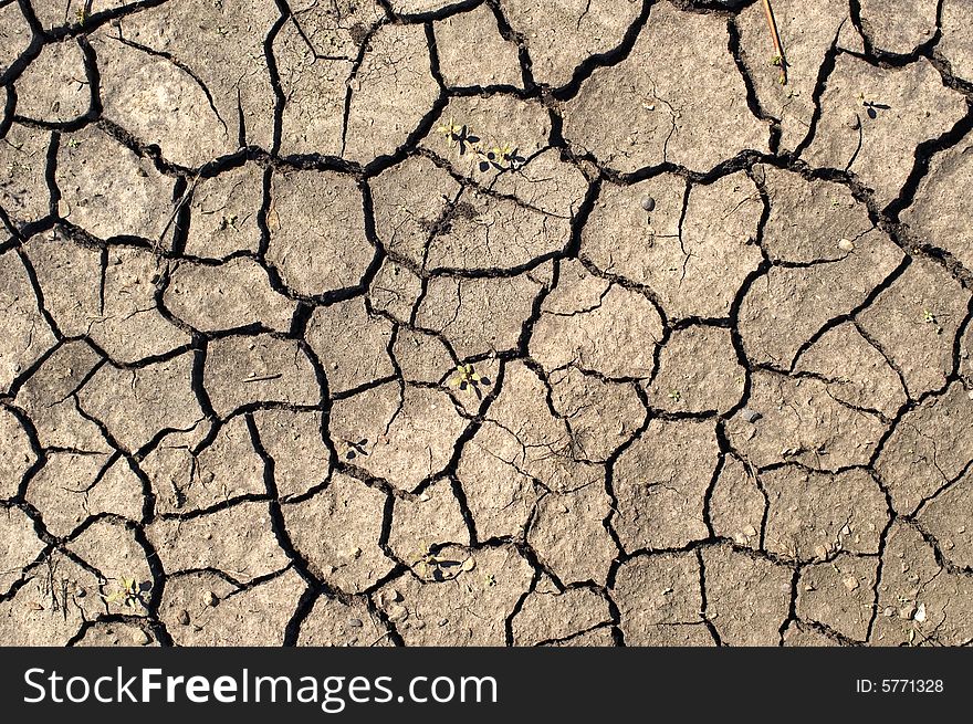 Shallow green bush. Dry ground.