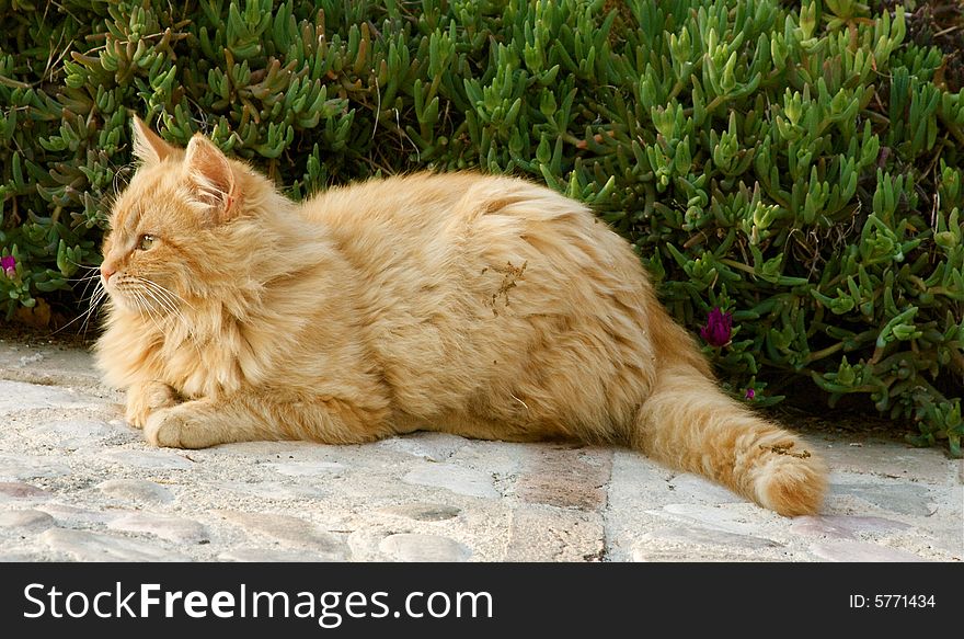 Photo of orange european cat in the sun