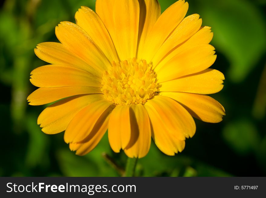 Yellow flower with petals. close-up shot