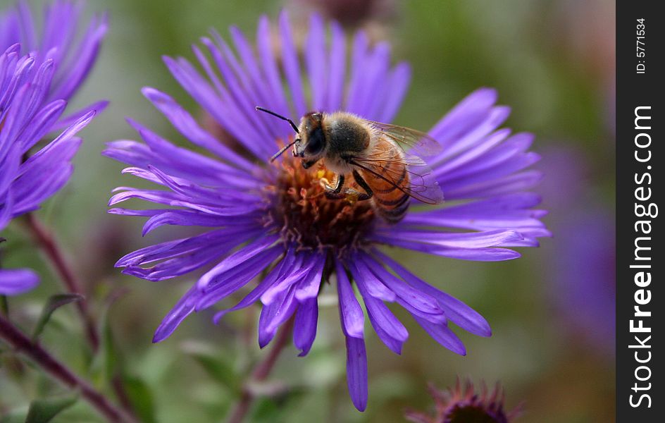 Honey bill pollinating a blue or lavender daisy. Honey bill pollinating a blue or lavender daisy